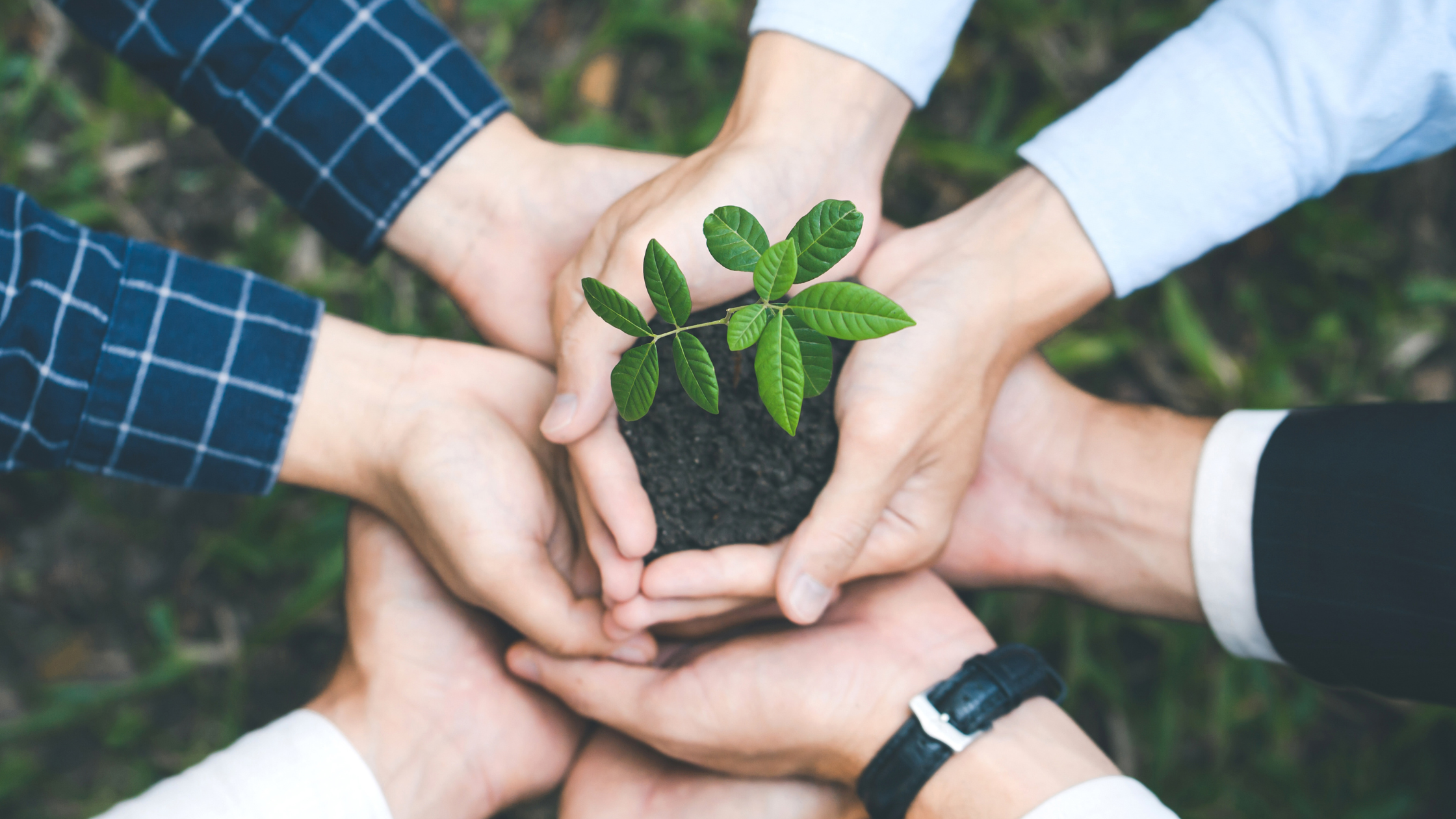 A group of people holding hands together in a circle with  the middle pair of hands holding a blossoming plant in soil.